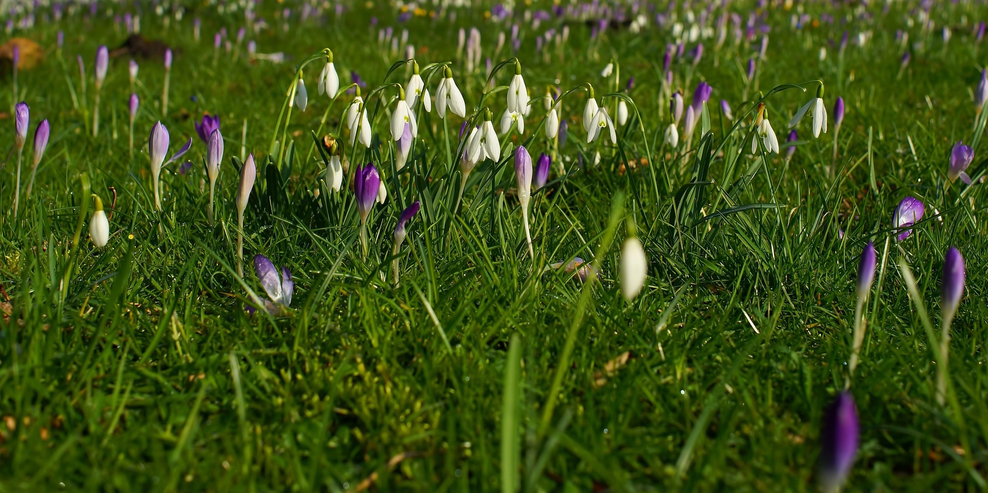 Rasen im Frühjahr nachsäen: Der richtige Zeitpunkt für eine dichte Rasenfläche