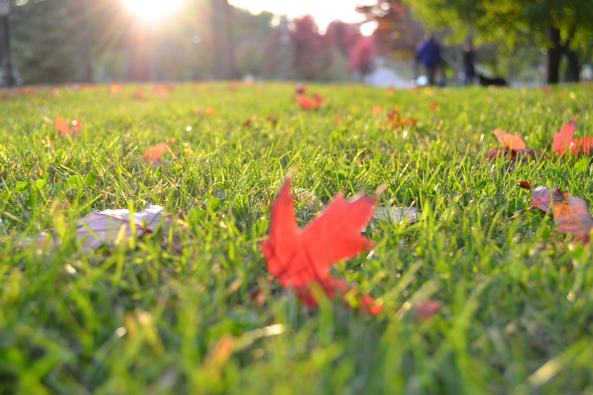 Rasen im Herbst nachsäen: Der beste Zeitpunkt vor dem Winter