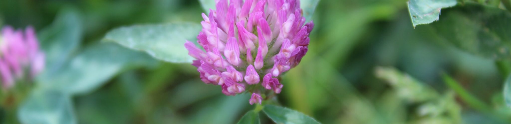 andy_ah-tauro-flower-5090301