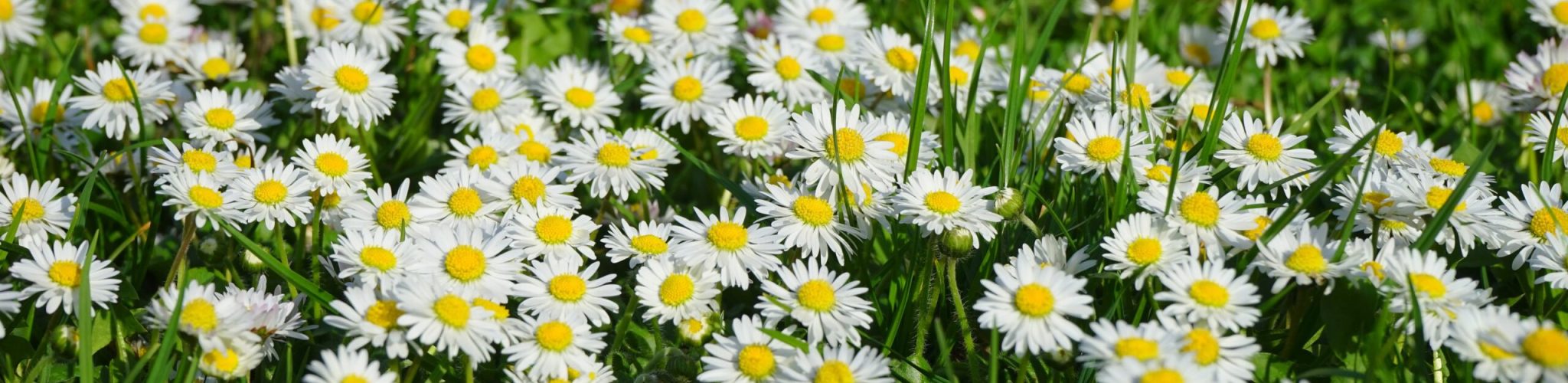 hans-daisies-324403