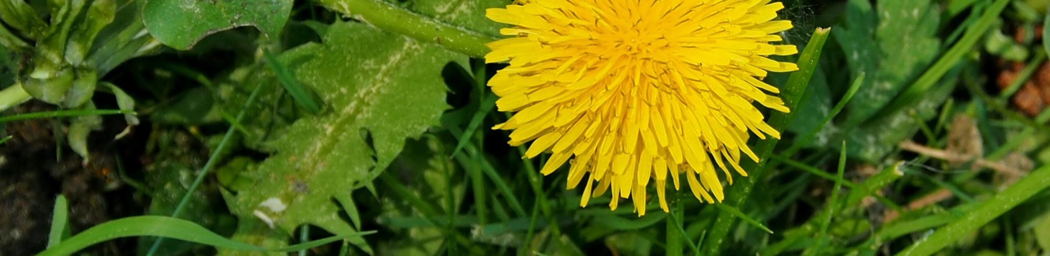 s-ms_1989-dandelion-3409607